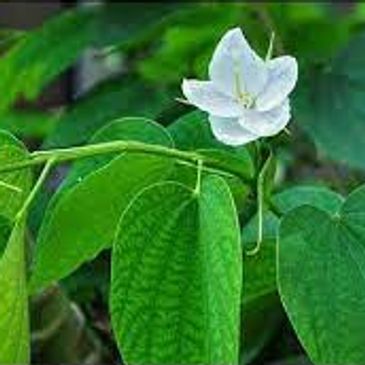 Kachnar Plant Supplier - Odisha, Odisha